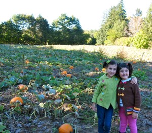 Pumpkin Picking