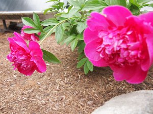 Peonies