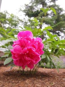 The first Peony I grew :)