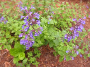 Cat Mint