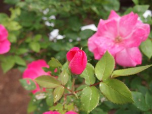 Knock out Roses