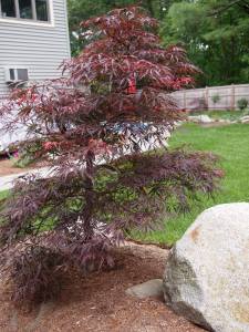 Japanese maple