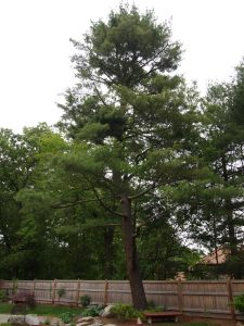 The Large Pine Tree near the patio.  I love this tree.