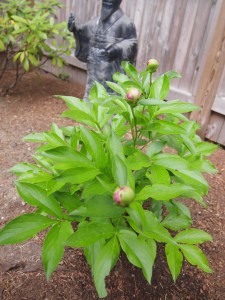 Not yet bloomed Peonies