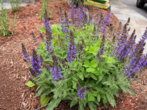 Salvia