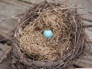 The now empty Robin's nest.  I had so much fun with them in my window.  Now what do I do?