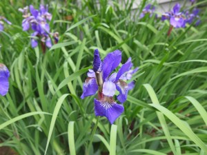 Purple Bearded Lily