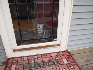 My boyfriend Gordon, he follows me from window to door anytime i am outside.  See me there in the reflection?  heh