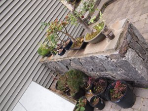 My husband's obsession and mess..Bonsai