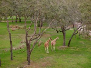 Giraffes were by all day, it was awesome.