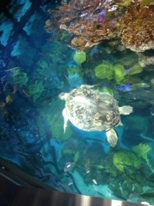 Here is the star of this habitat. She is 85 yrs old an dhas been living at the NEAQ since 1968!!  She has the most amazing greenish blue eyes.   