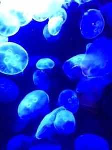The lower level under the touch tank is where they have the jellyfish exhibit.  Just as before they have in depth looks at the squishy creatures.  
