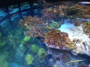 The view from the interior tank from above. They completely renovated the top of the tank.  There is better areas to view, and there are exhibits surrounding it that were real interesting.