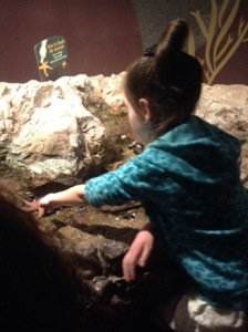 The touch tank we all grew up with.  Still a fun place to touch starfish and spider crabs.