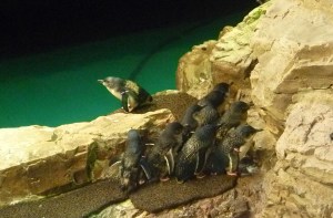 They had a section off to the right hand side quartened off for baby penguins. So sweet.