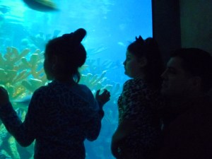 Walking the interior giant tank that has been updated.  more room to view, better and clearer glass and even though the sharks are gone, there are a lot of species of fish to look at.
