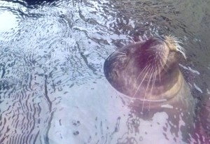 As you walk over behind the ticket area you will find a free exhbit on sea lions.
