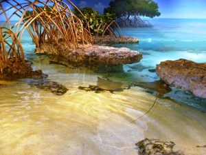 The new stingray and shark touch tank. It was a beautiful exhibit, and a lot of space for you to touch something special.  