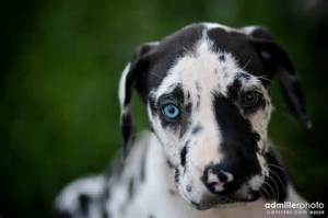 great dane